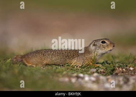 Ziesel, Spermophilus citellus, européen, au sol, écureuil, Banque D'Images