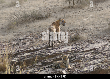 Une Tigresse du Bengale machali et son ourson sur une roche à la Réserve de tigres de Ranthambore, en Inde ( Panthera tigris) Banque D'Images