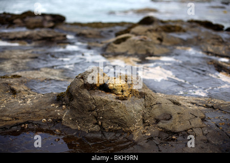 Une souche d'arbre pétrifié à Curio Bay sur l'île du sud de la Nouvelle-Zélande Banque D'Images