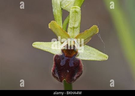 , Spinnenragwurz Ragwurz, Orchidee, ophrys sphegodes,, tôt, Spider, Orchid Banque D'Images