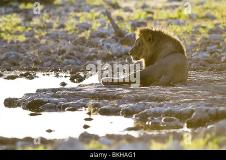 Un lion mâle reitfontain point d'Etosha, Namibie. Banque D'Images