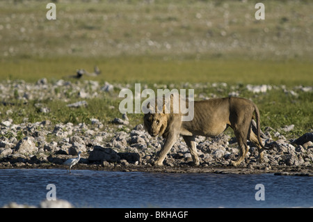 Un lion mâle reitfontain point d'Etosha, Namibie. Banque D'Images