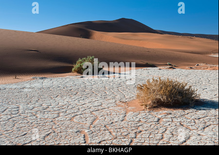 Lit de rivière à sec en laissant un effet de craquelures dans l'Argile Blanche par Big Daddy dans Dune Sossusvlei, Namibie Banque D'Images