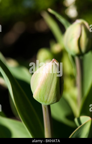 'Tulip' au printemps les bourgeons Angelique Banque D'Images