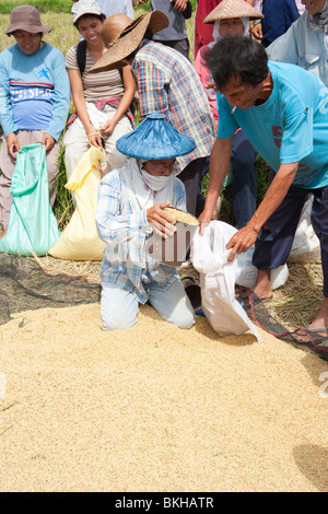 Femme de la distribution de riz pour les villageois après la récolte ; Batangas ; le sud de Luzon, Philippines Banque D'Images