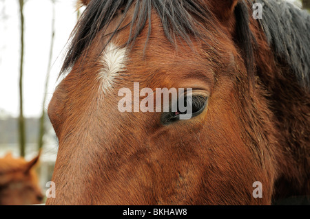 Close-up de chevaux star visage et le front Banque D'Images