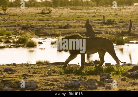 Un lion mâle reitfontain point d'Etosha, Namibie. Banque D'Images