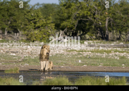 Un lion mâle reitfontain point d'Etosha, Namibie. Banque D'Images