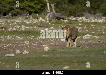 Un lion mâle reitfontain point d'Etosha, Namibie. Banque D'Images