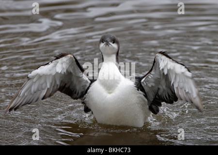 Prachttaucher,jiujitsu, plongée, Gavia arctica à gorge noire,,, Loon Banque D'Images