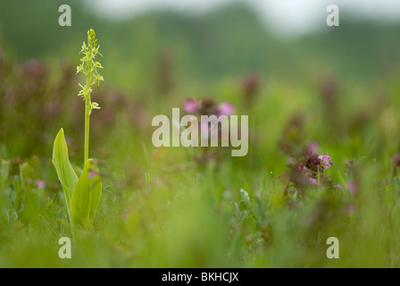 Fen orchidée, Groenknolorchis ; Liparis loeselii Banque D'Images