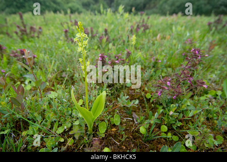 Fen orchid dans l'habitat de dunes herbeuses ; Groenknolorchis duingrasland ; Liparis loeselii dans Banque D'Images