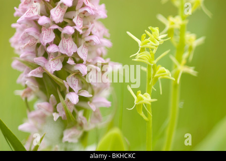 Début marsh orchid et fen orchid growing together ; vleeskleurige groenknolorchis groeien orchis en rondje naast ; Banque D'Images