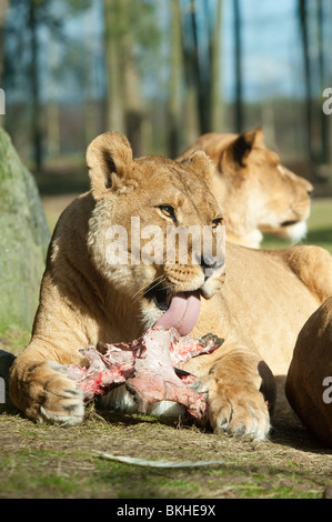 Grosse femme lion africain de manger sa proie Banque D'Images