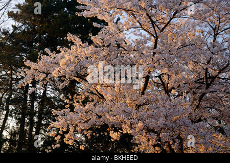 Coucher de soleil rouge éclairage latéral Japanese flowering Cherry Tree blossoms au printemps à High Park Toronto Prunus serrulata Somei-Yoshino Banque D'Images