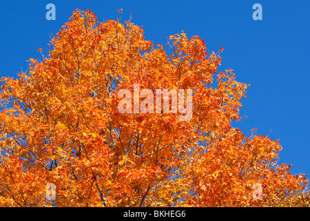 Un coup isolé d'une arborescence dynamique plein de couleur orange et rouge, à l'automne. L'Ontario, Canada Banque D'Images
