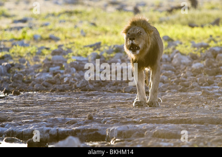 Un lion mâle reitfontain point d'Etosha, Namibie. Banque D'Images