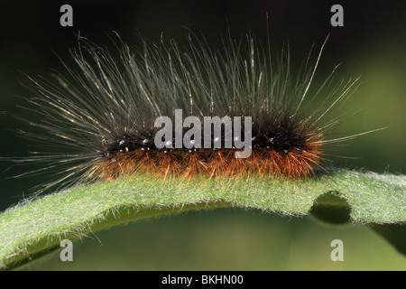 La chenille du jardin Tiger Moth sur feuilles velues de Houndstongue Banque D'Images