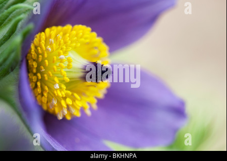 Pulsatilla vulgaris. Pasque flower Banque D'Images