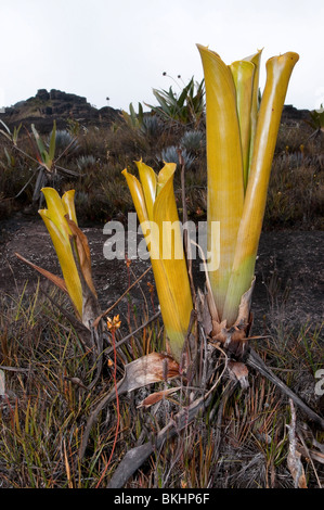 Brocchinia reducta broméliacées carnivores Banque D'Images