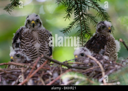 Nid nid jonge sperwers ; avec les jeunes faucons Sparrow Banque D'Images