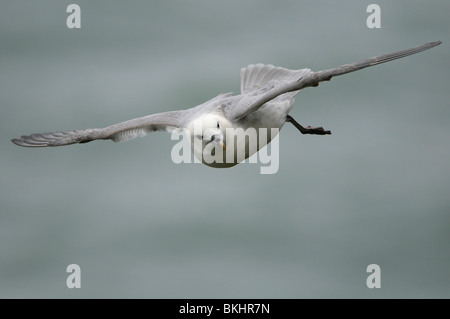 Vliegbeeld Noordse Stormvogel Fulmar en vol ; Banque D'Images