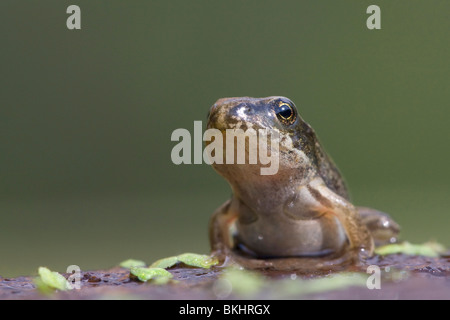 Rana temporaria grenouille rousse ;, Bruine kikker Banque D'Images