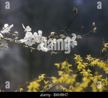 White magnolia en fleur. Banque D'Images