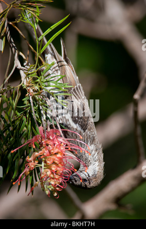 Gray Shrike-muguet. Colluricincla harmonica. La race de l'ouest de l'Australie Banque D'Images