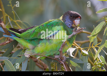 Port Lincoln Parrot. À Collier de l'Australie. Barnardius zonarius Banque D'Images