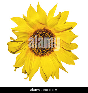 Belles pétales de Tournesol jaune isolé libre Banque D'Images