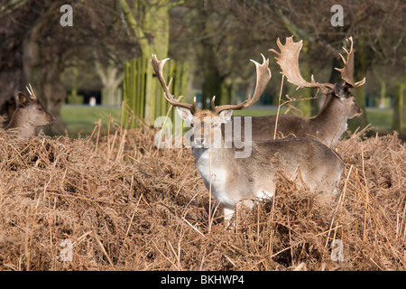 Un cerf daim se trouve dans la fougère. Banque D'Images