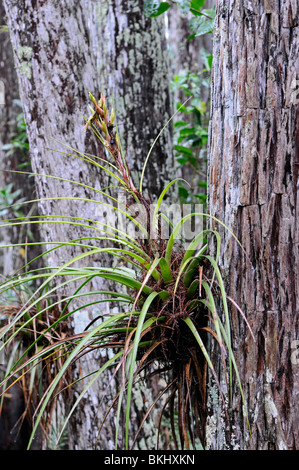 Plante : de l'air Tillandsia sp. Croissant sur les arbres de cyprès chauve. Corkscrew Swamp, Florida, USA Banque D'Images