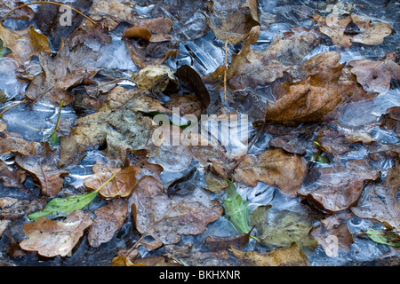Feuilles congelés dans une flaque de glace Banque D'Images