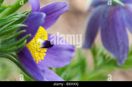 Pulsatilla vulgaris. Pasque flower Banque D'Images