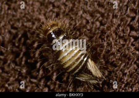 Ours laineux (Anthrenus spp.) larve du tapis beetle Banque D'Images