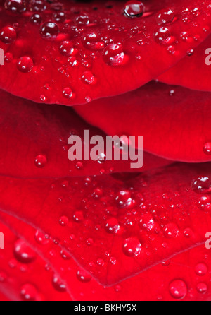 Gouttes d'eau sur le pétale de rose rouge pour le fond ou la texture Banque D'Images