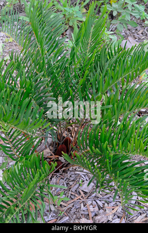 Zamia pumila : Coontie. Everglades, Florida, USA. Également connu sous le nom d'arrow-root, ou Indien Breadroot Banque D'Images