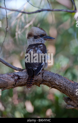 Laughing Kookaburra. Dacelo novaeguineae. Australian Banque D'Images