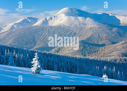 Régime d'hiver et la neige a couvert de sapins sur montagne (montagnes des Carpates, l'Ukraine) Banque D'Images