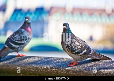 Un PIGEON ET UN AMI SUR L'EMBANKMENT LONDON Banque D'Images