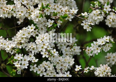 Une joie du printemps : fleurs en grappe dans un prunellier hedge Banque D'Images