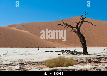 Camel Thorn Tree noirci entouré par les hautes dunes de Sossusvlei, Namibie, Deadvlei Banque D'Images