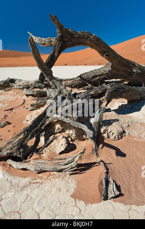 Les vestiges d'une Camel Thorn Tree à Deadvlei Sossusvlei, Namibie, Banque D'Images