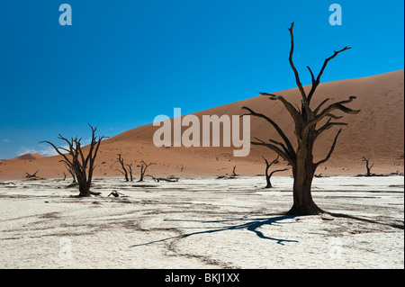 Camel Thorn arbres noircis Casting Shadows sur l'Argile Blanche dans Pan Deadvlei Sossusvlei, Namibie, Banque D'Images