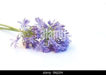 Agapanthus fleurs sur fond blanc Banque D'Images
