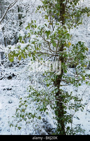 Usine Ivy, hélice Hedera, dans la neige, Pays de Galles, Royaume-Uni . Banque D'Images