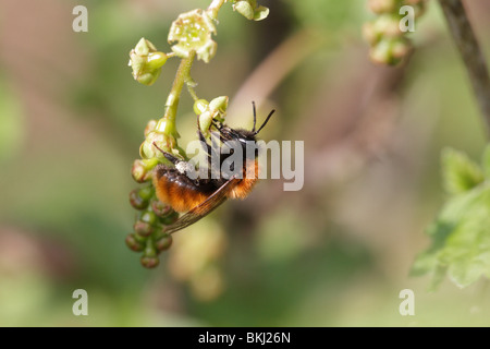 Tawny mining bee, Andrena fulva, se nourrissant d'une groseille blossom Banque D'Images
