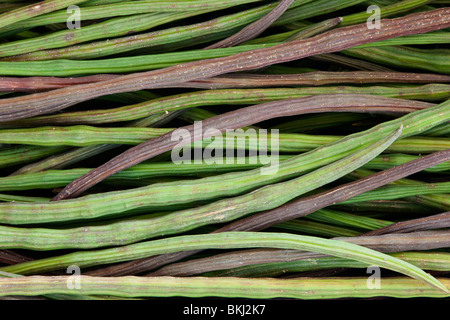 Les coupelles de semences, 'Moringa' Moringa oleifera. Banque D'Images