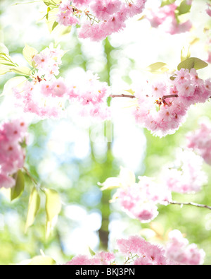 Les fleurs de cerisier rose au printemps Banque D'Images